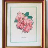 Old botanical poster