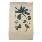 Old engraving from 1838 - Butterflies and Sapotier - Zoological and botanical hand-colored plate.
