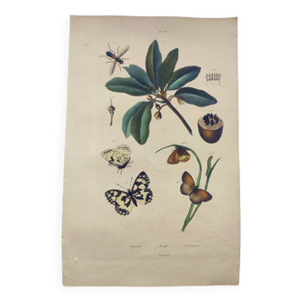 Old engraving from 1838 - Butterflies and Sapotier - Zoological and botanical hand-colored plate.