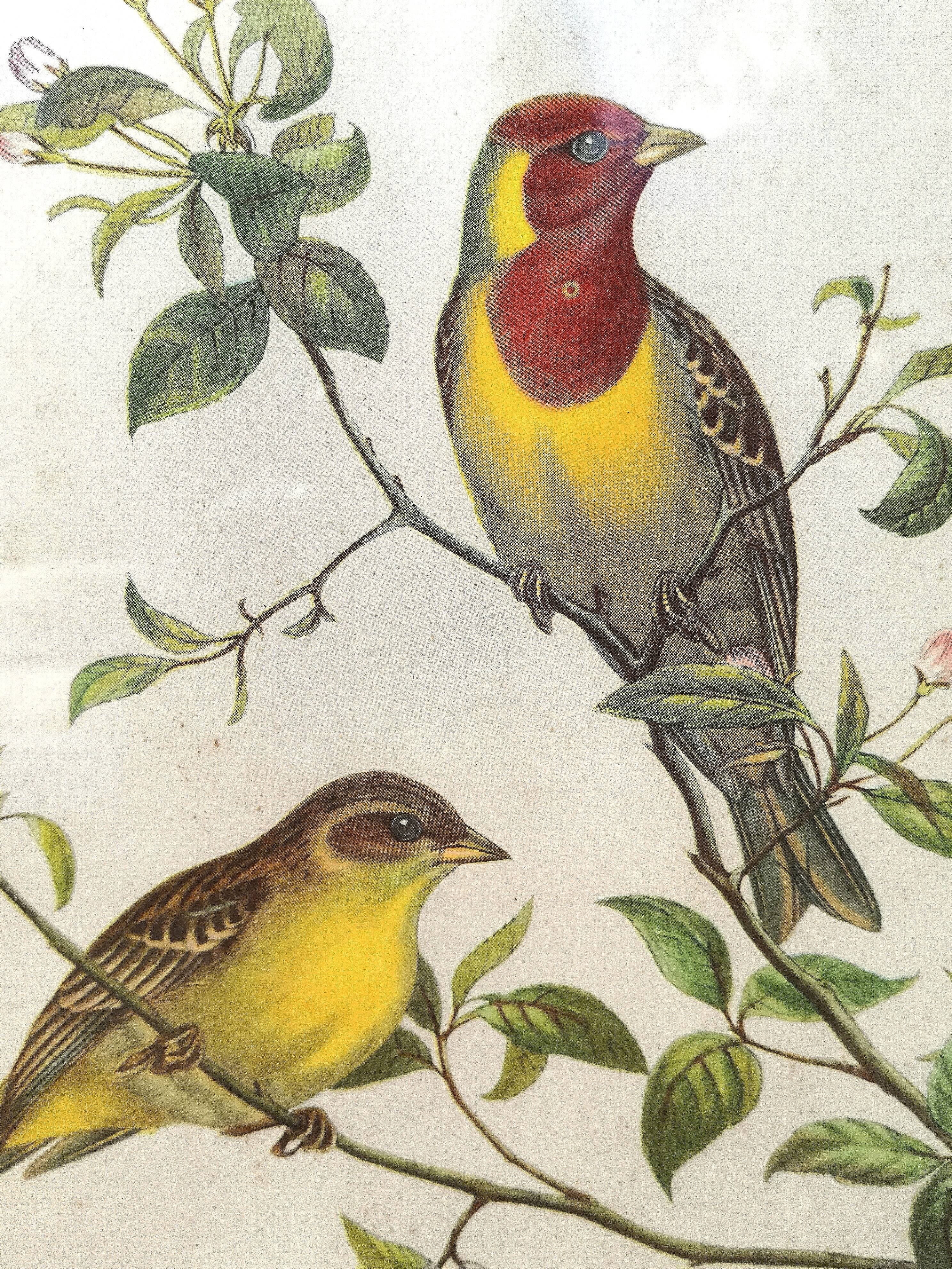 Framed lithograph by J. Gould and HC Richter