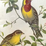 Framed lithograph by J. Gould and HC Richter