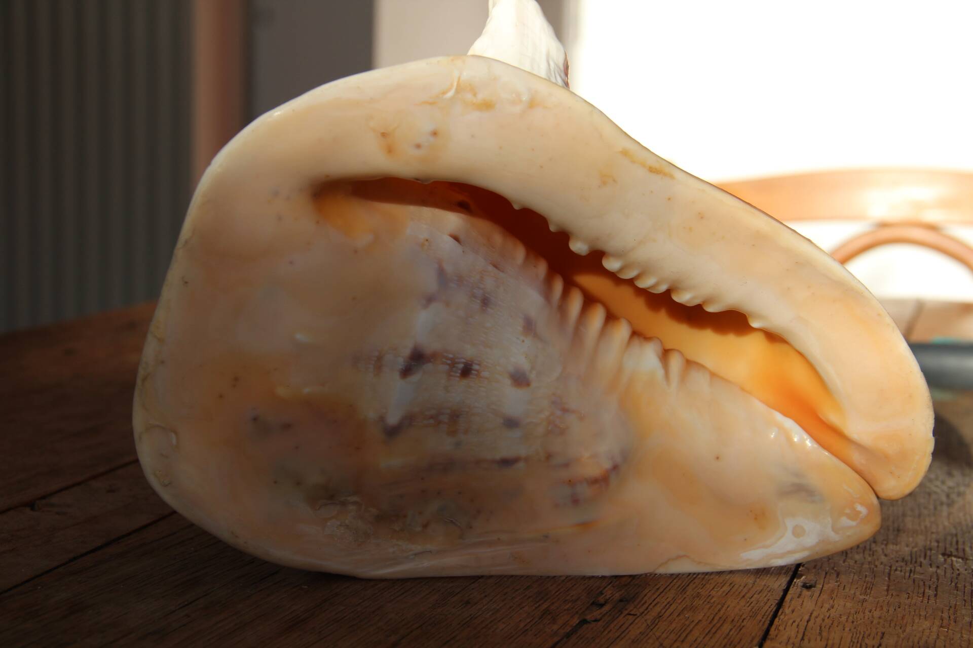 Shell Cassis Cornuta