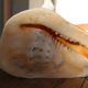 Shell Cassis Cornuta