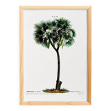 Botanical poster of the Date Palm, after an old engraving