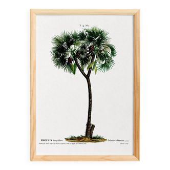 Botanical poster of the Date Palm, after an old engraving