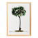 Botanical poster of the Date Palm, after an old engraving