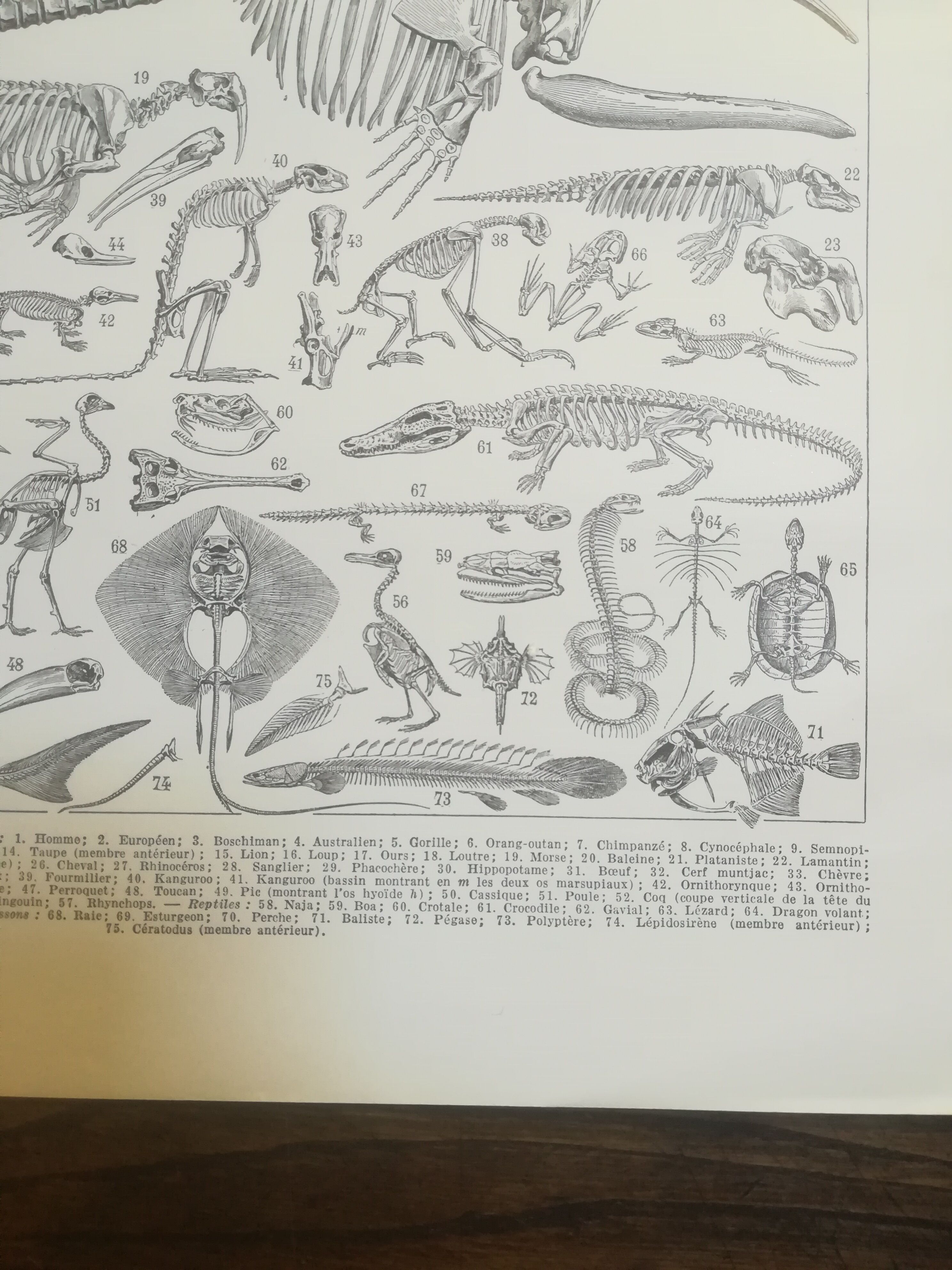 Lithographie sur les squelettes de 1928