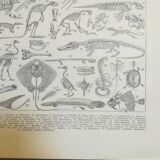 Lithographie sur les squelettes de 1928