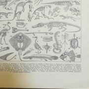 Lithographie sur les squelettes de 1928