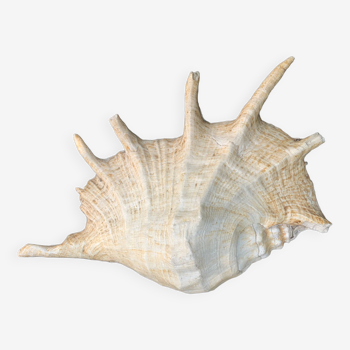 Shell, vintage, decorative, object of curiosity