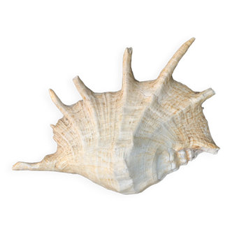 Shell, vintage, decorative, object of curiosity