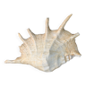 Shell, vintage, decorative, object of curiosity