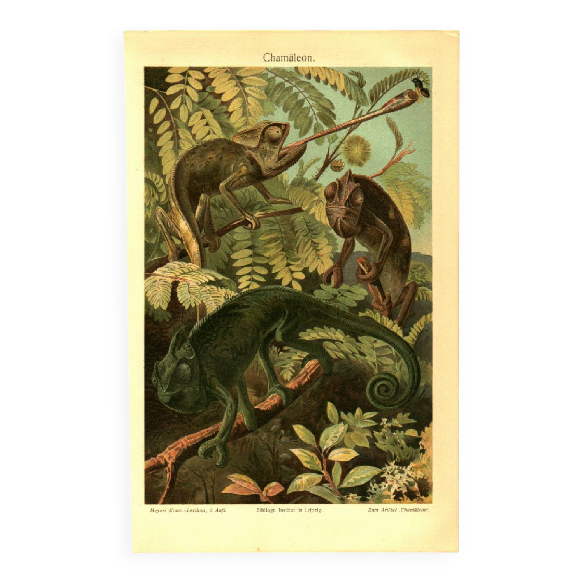 Old engraving from 1904 - Chameleons - chromolithograph zoology plate