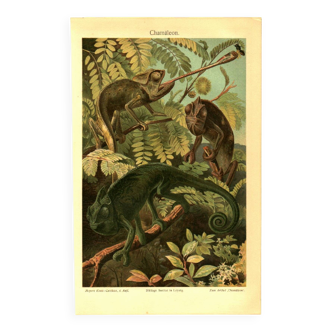 Old engraving from 1904 - Chameleons - chromolithograph zoology plate
