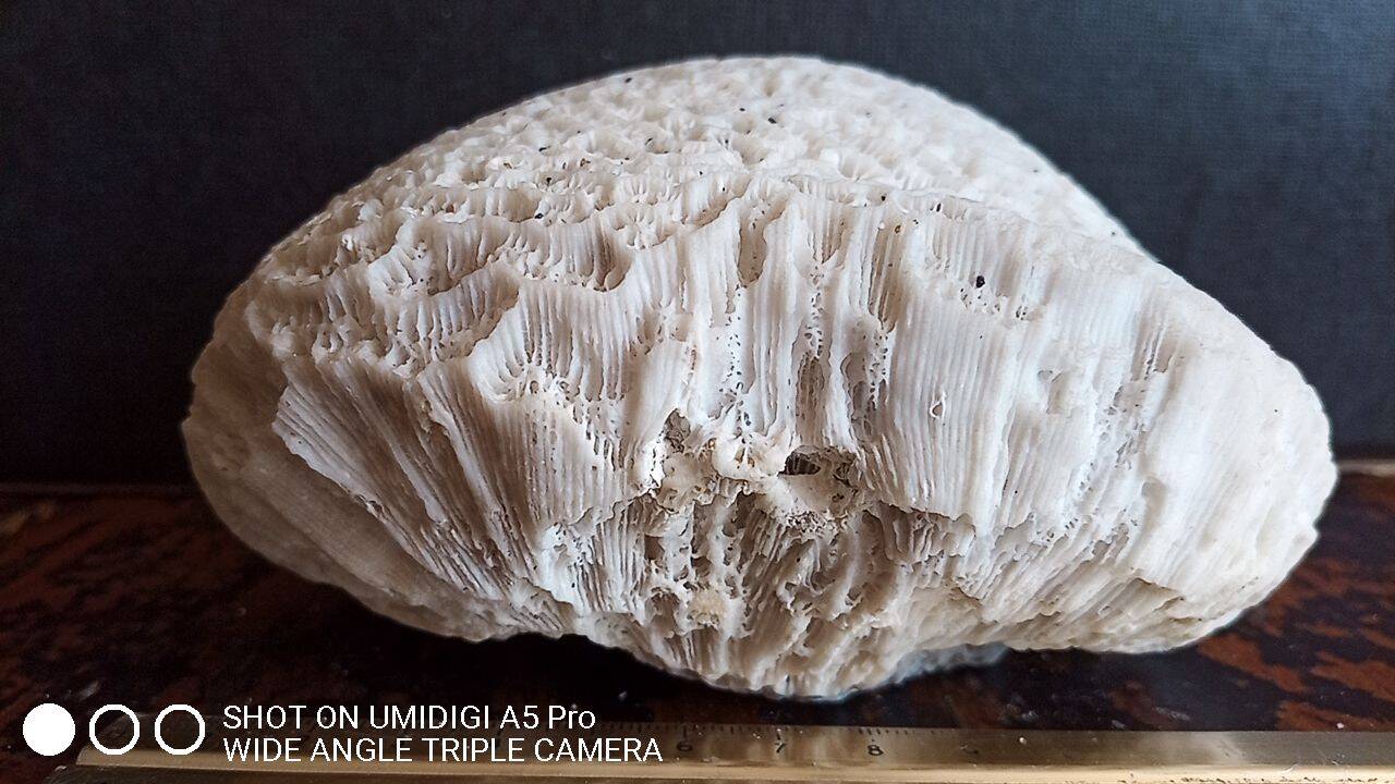 white coral "brain" - 836 grams - 13.5 x 9.8 x 8 cm