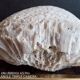 white coral "brain" - 836 grams - 13.5 x 9.8 x 8 cm
