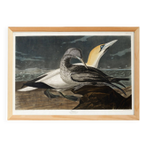 Poster about the Northern Gannet, based on an old engraving from 1827.