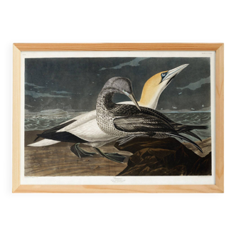 Poster about the Northern Gannet, based on an old engraving from 1827.