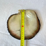 Mother-of-pearl shell