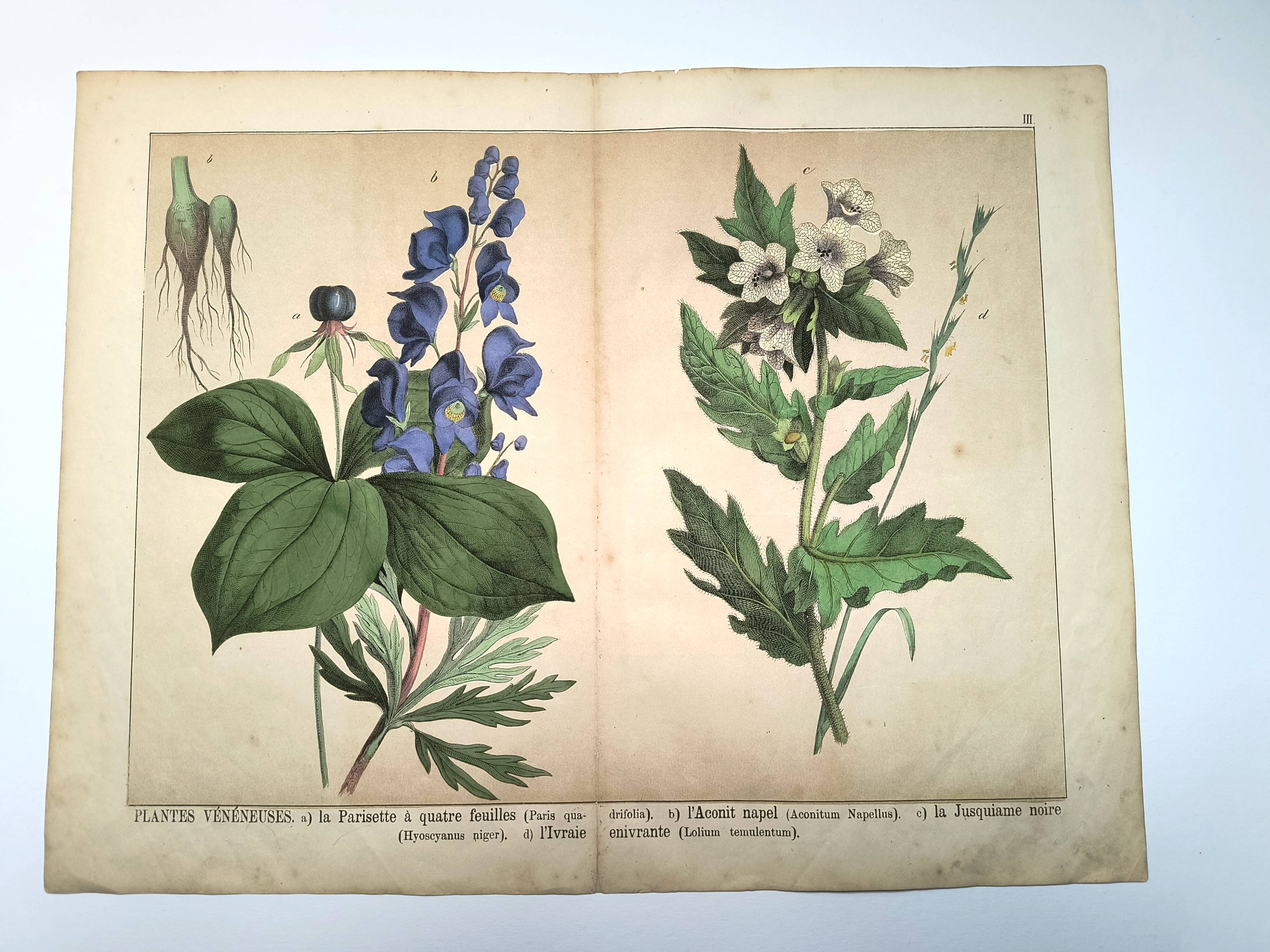 Botanical engraving from 1870 - Poisonous plants, - Lithograph, plate