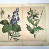 Botanical engraving from 1870 - Poisonous plants, - Lithograph, plate