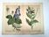 Botanical engraving from 1870 - Poisonous plants, - Lithograph, plate