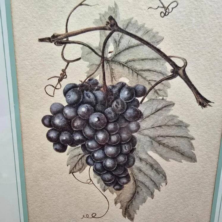 Cadre botanique Vitis Vinifera – Créastyl France