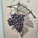 Cadre botanique Vitis Vinifera – Créastyl France