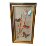 Butterflies under frame