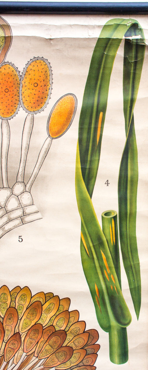 Botanical paintings Schmeils by Otto Schmeil 1899 poster