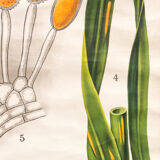 Botanical paintings Schmeils by Otto Schmeil 1899 poster