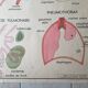 School poster Rossignol