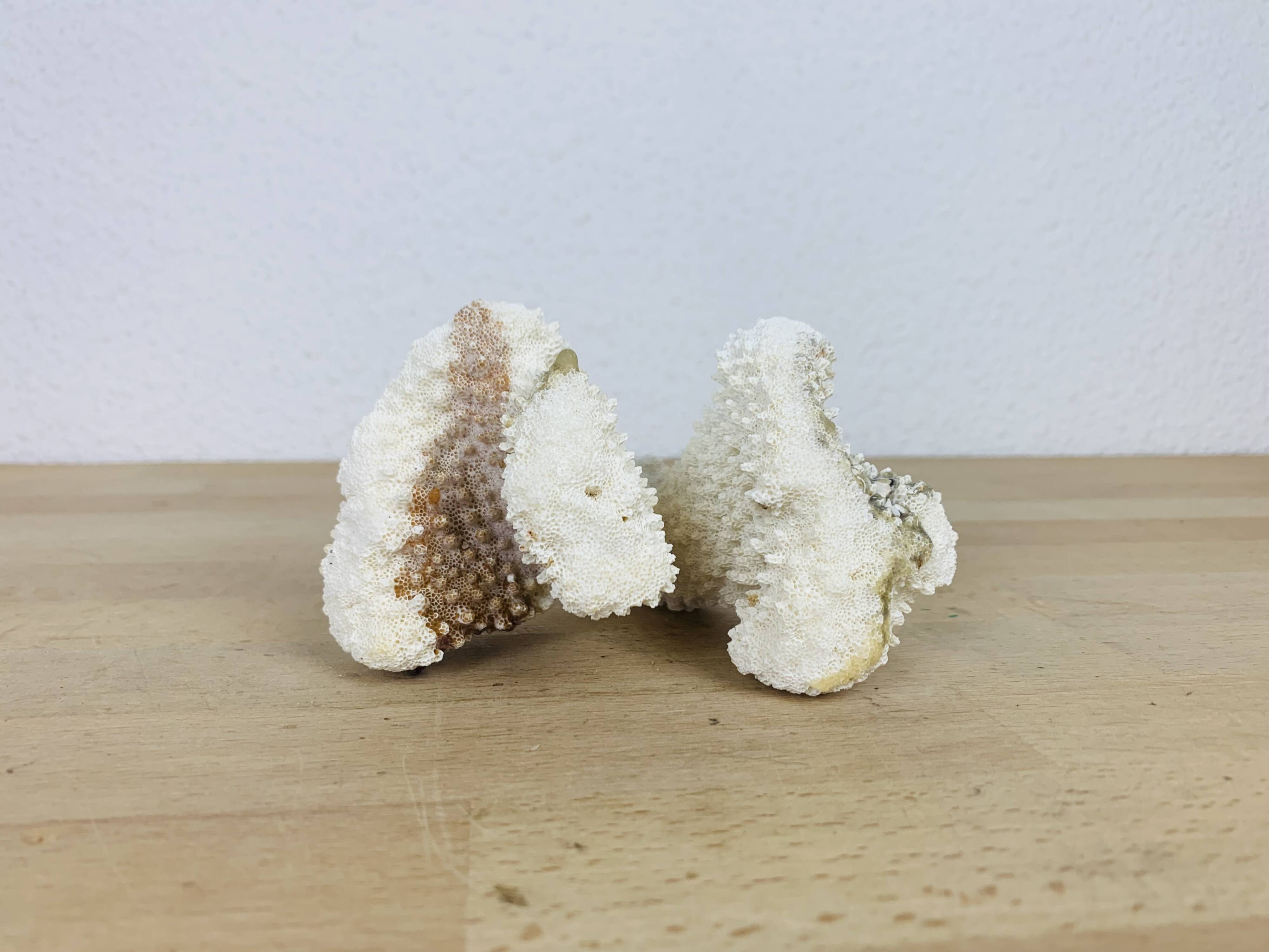 3 old white corals, coral