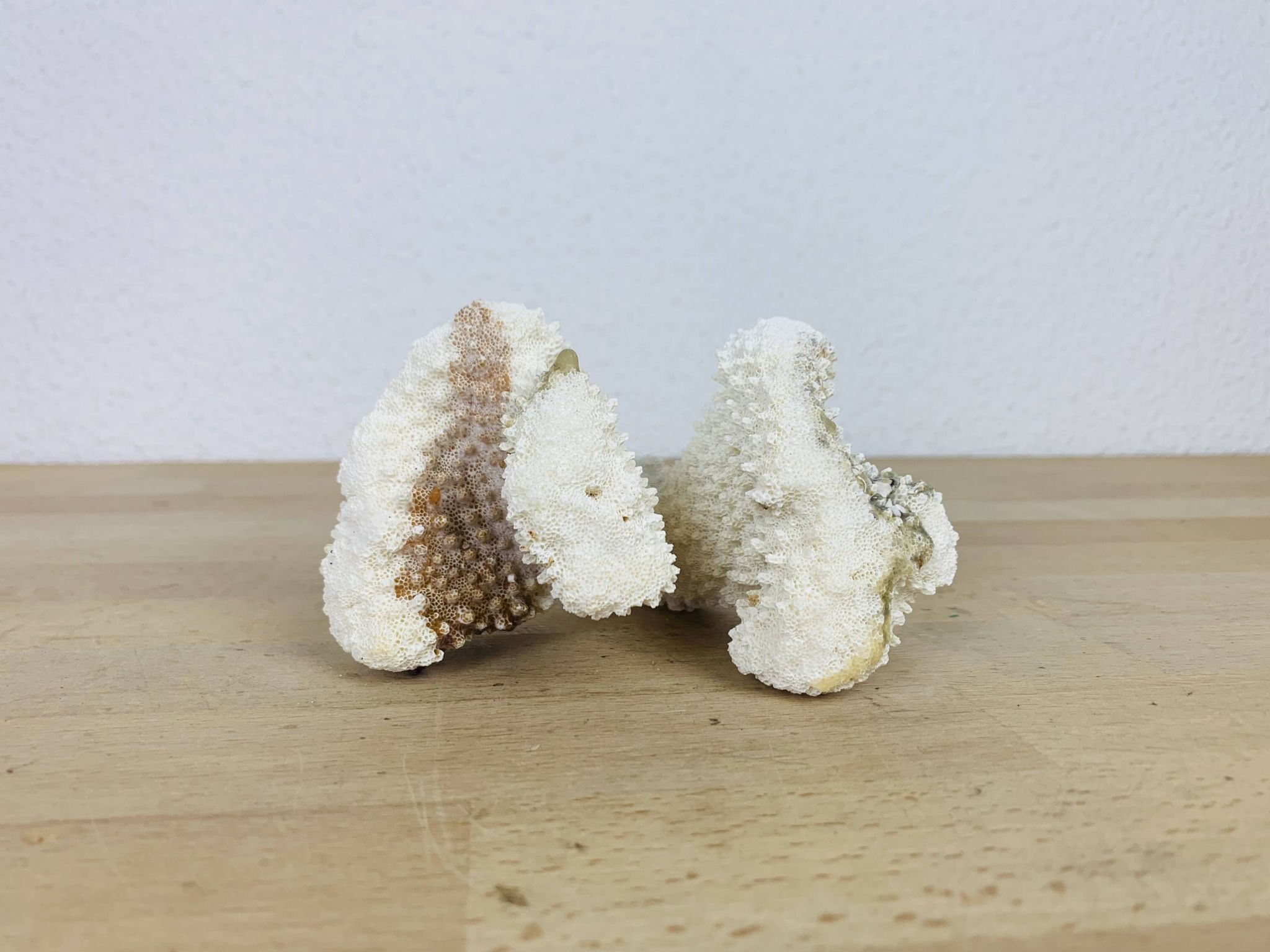 3 old white corals, coral