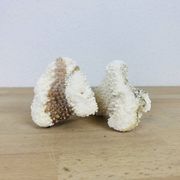 3 old white corals, coral