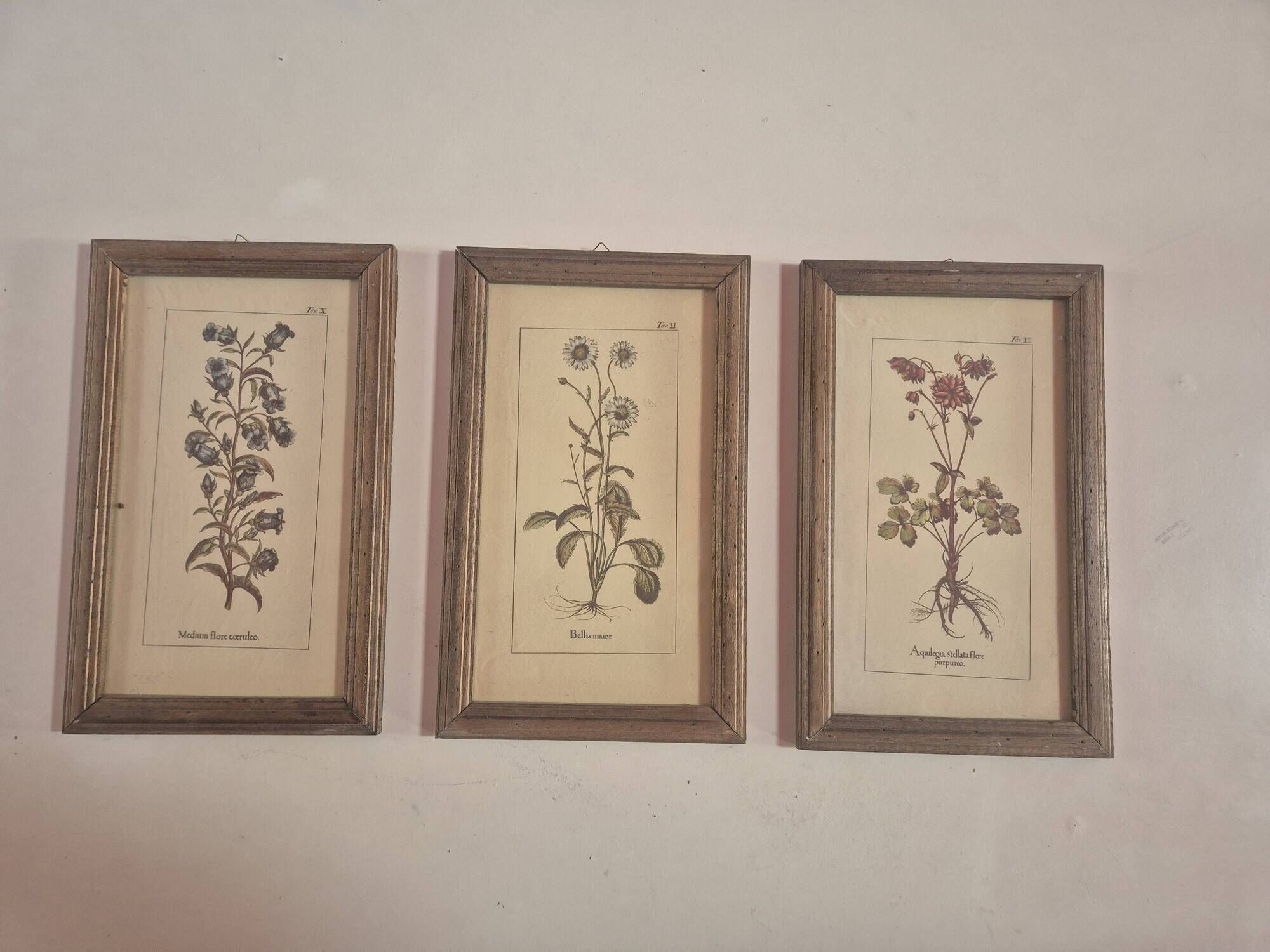 set of 3 vintage floral plant triptych posters