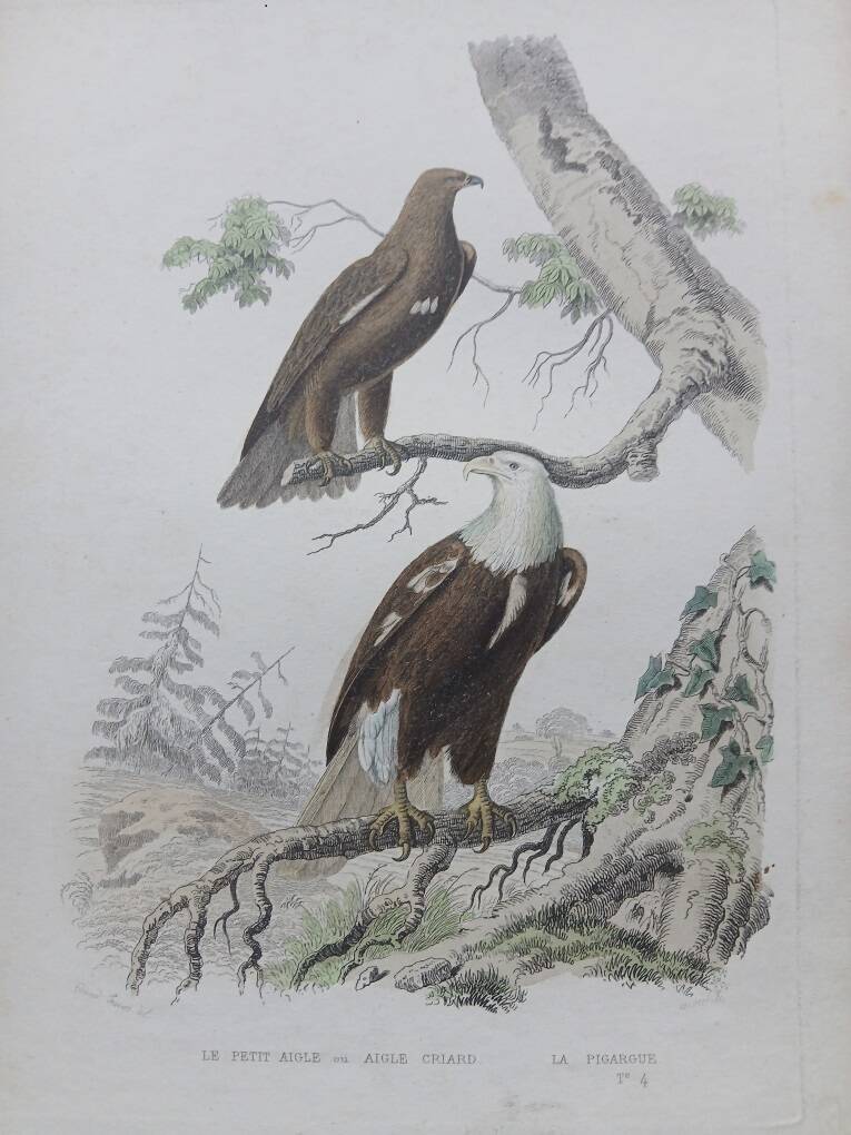 Poster - 19th century zoological engraving of birds - eagle - pigargue