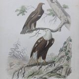 Poster - 19th century zoological engraving of birds - eagle - pigargue