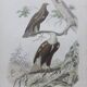 Poster - 19th century zoological engraving of birds - eagle - pigargue