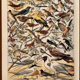Lithograph on useful birds from 1911 (pipit)