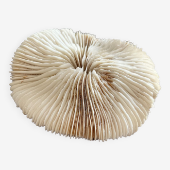 Fungia type coral