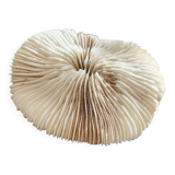 Fungia type coral