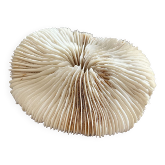 Fungia type coral