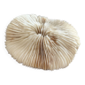 Corail type Fungia