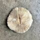 Fungia, white coral