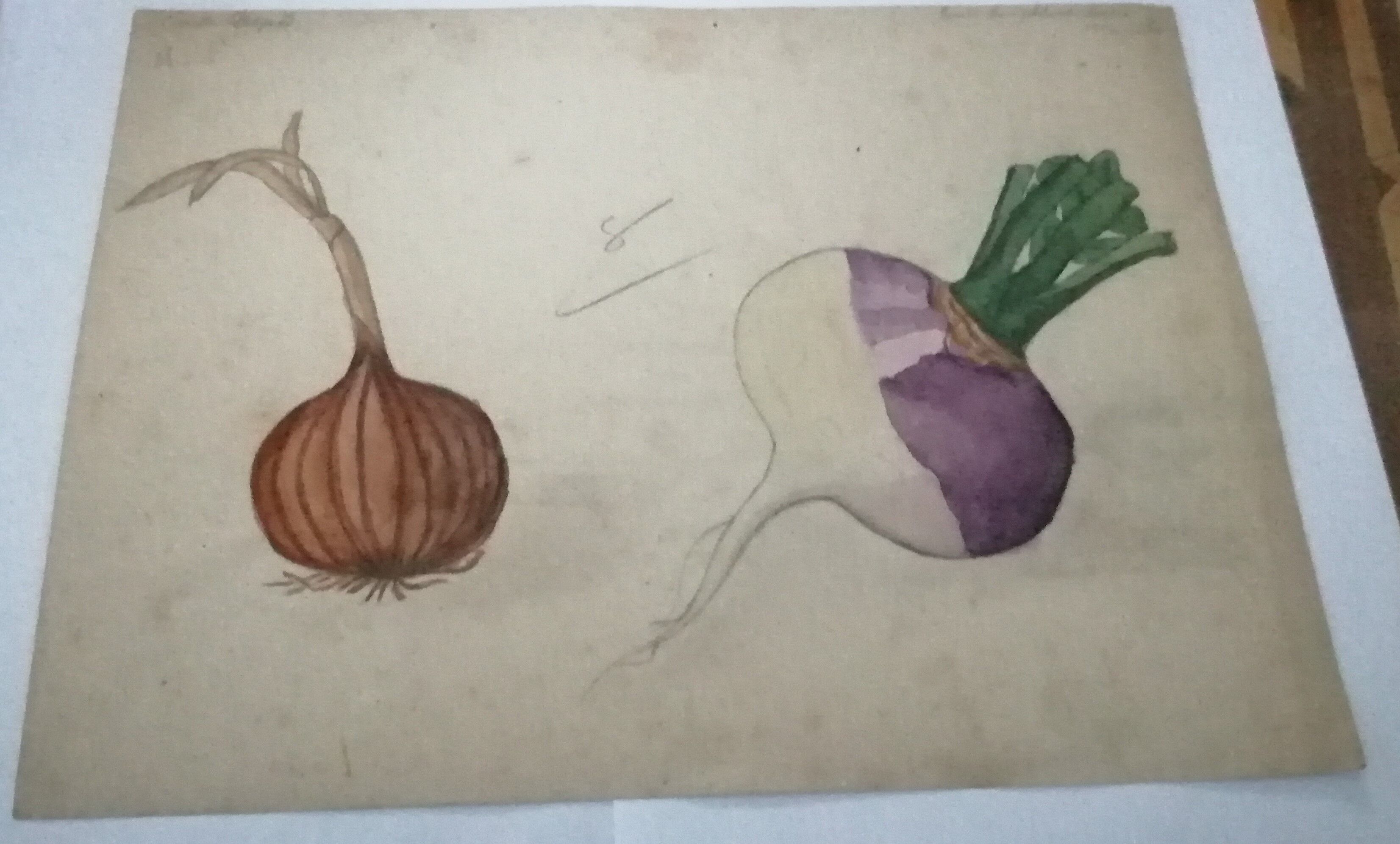 School drawing, study old 20s "onion / turnip"