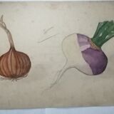 Dessin d'école ,d'étude ancien années 20 "oignon/navet"
