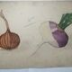School drawing, study old 20s "onion / turnip"