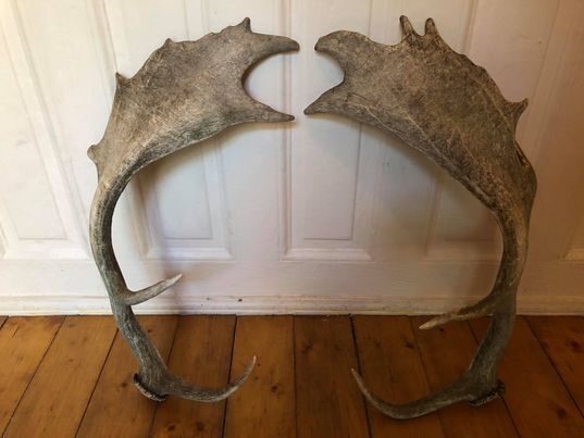 Pair of deer antlers