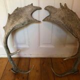 Pair of deer antlers